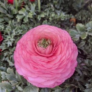 Meet your Posher, Kadee